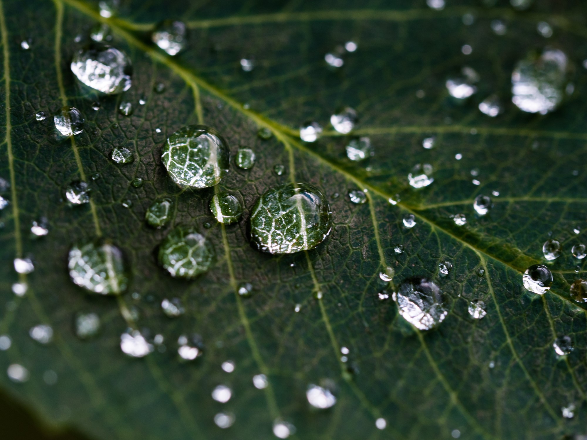 waterdrops on leaf